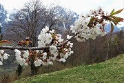 92 Fiori di ciliegio